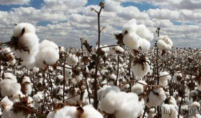 Punjab introduces cotton crop monitoring system through IT