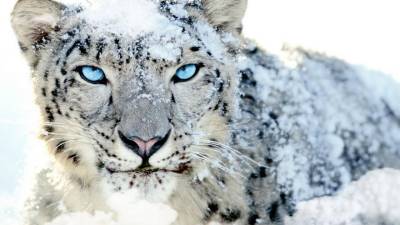 Snow leopards: The rulers of White Kingdom