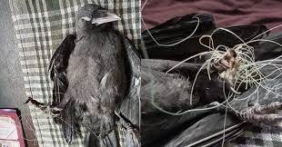A crow caught in kite strings was saved on the LHC grounds