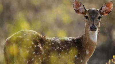Five deer die of bacterial infection in Bahawalpur zoo