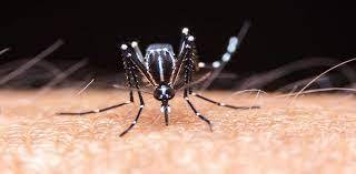 15 more dengue cases reported in RWP