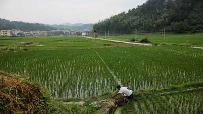 Ample world rice supplies to cushion impact of Pakistan, China crop losses