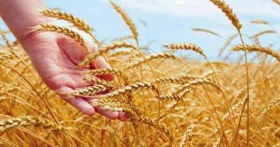 Punjab CM livid at federal govt over wheat shortage in the province