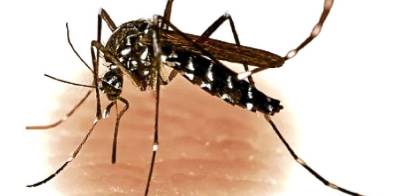 128 cases of Dengue reported in Islamabad in last 24 hours