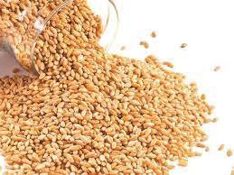 Center-Punjab wheat dispute settled – ministry of food sources