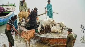 Floods, rains kill over 355,386 cattle in Sindh: Livestock Ministry