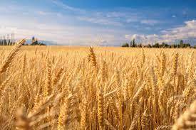 TCP opens import tender for 300,000 tonnes of wheat