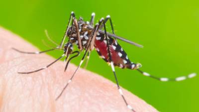 Islamabad reports 104 new dengue cases