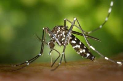 Dengue cases continue to surge in Pakistan