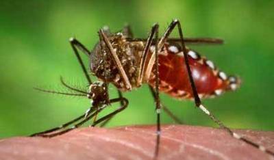 Karachi remains in grip of dengue virus: 355 cases reported