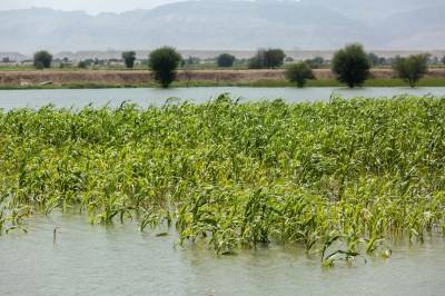 Pakistan lost over 176,153 acre crops due to floods: NFRCC