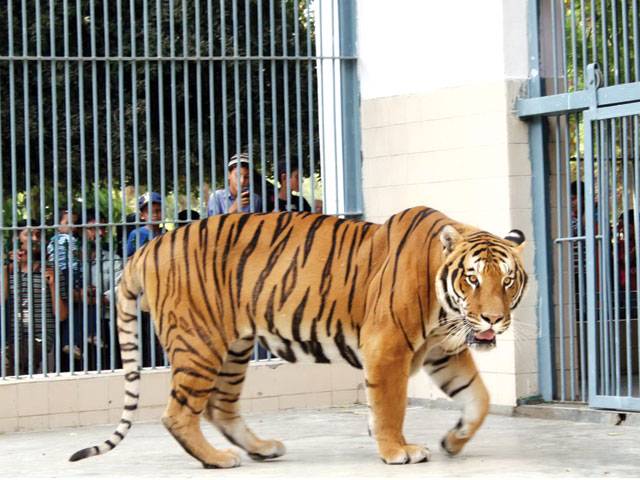 New 'roars' enthral zoo visitors