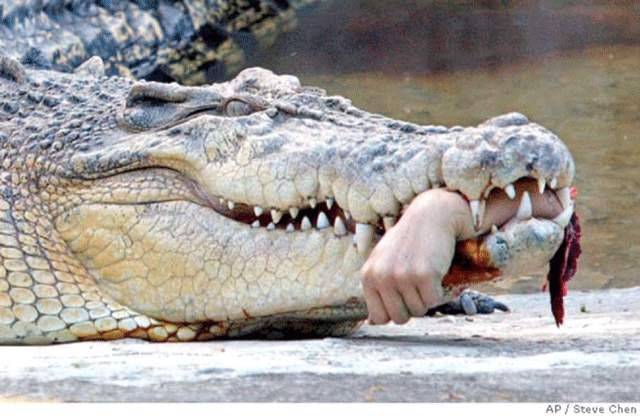 Man-eating croc to be stud