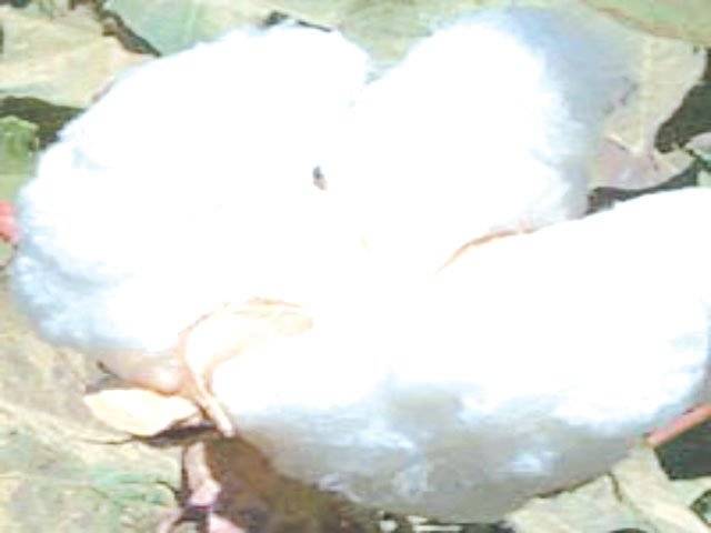 Cotton prices up by 17pc