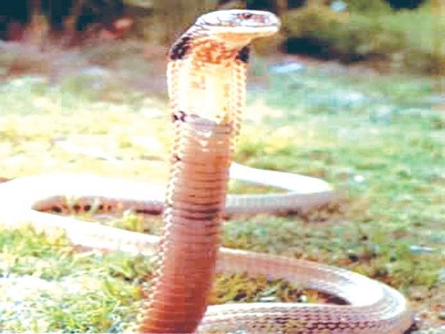 Couple drives 170km with spitting cobra