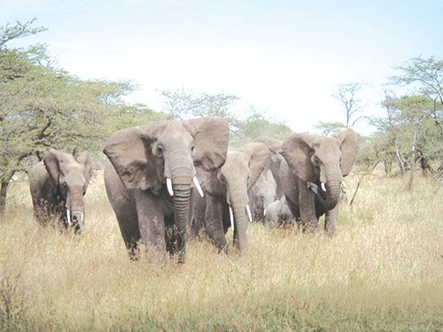 Man crushed to death in elephant stampede