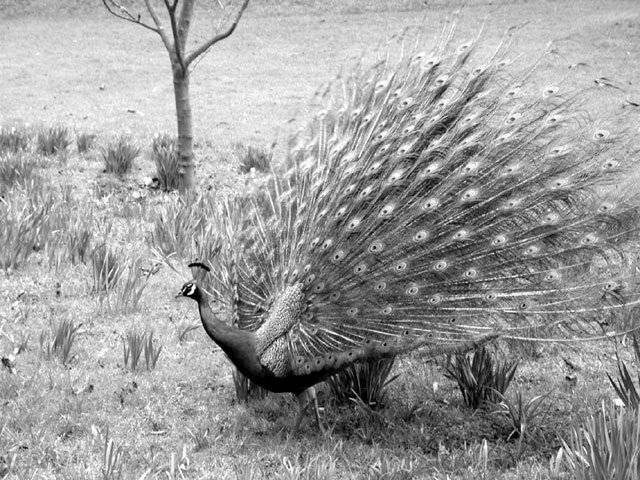 Save peacocks in Thar of Sindh