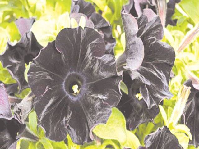 Scientists create world's first all-black petunia