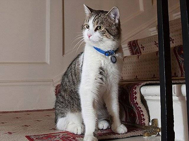 Downing St cat catches his first mouse