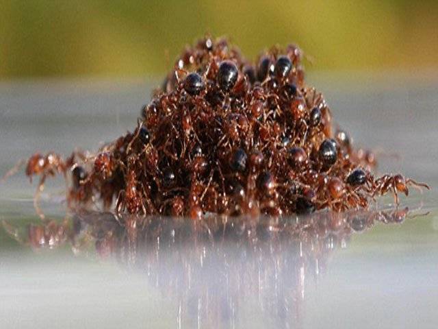 Fire ants assemble as a 'super-organism