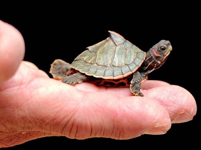 451 turtles seized in suitcases