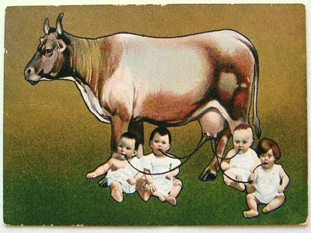 Cows churn out human milk