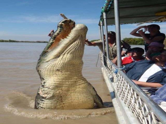 Giant crocodile gives tourists a shock