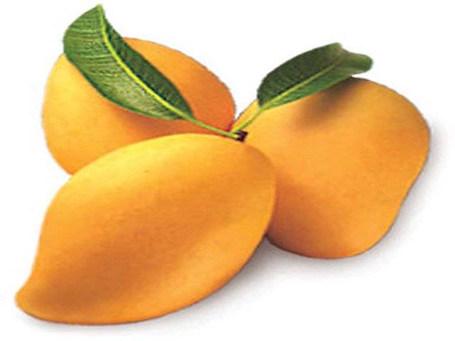 Mangoes export to US