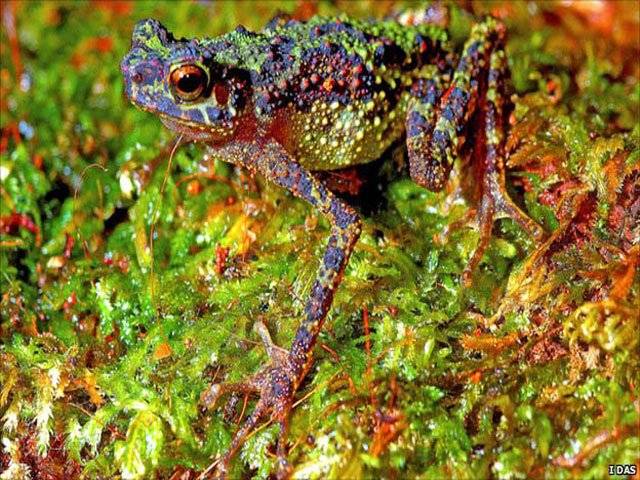 Lost rainbow toad rediscovered