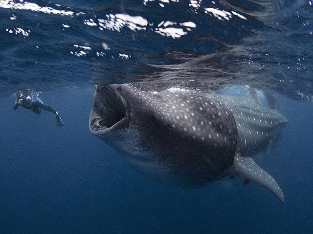 Diver nearly swallowed by whale shark