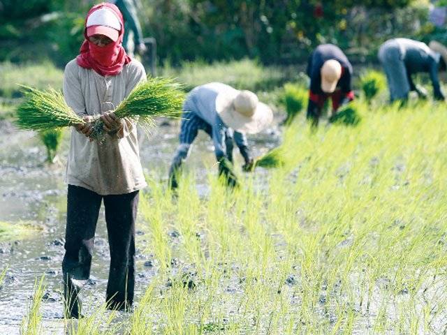 Manila: Farmers plant rice seedlings in Kalinga province on Tuesday.Reuters