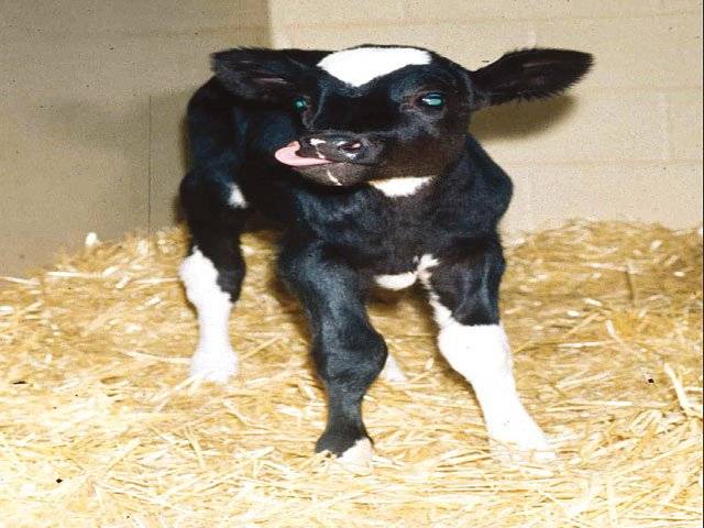 Strange calf attracts villagers in Warburton