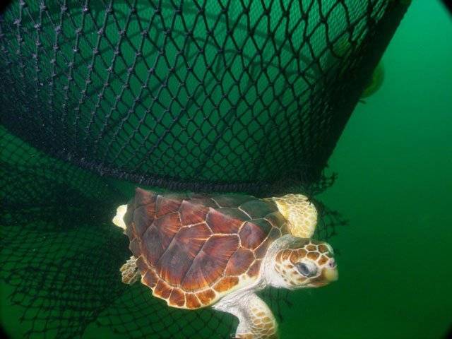 US fisheries kill 4,600 sea turtles per year: study