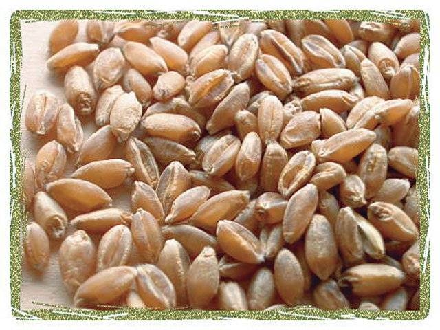 Wheat support price raised to Rs 1,050