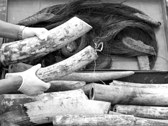 87 elephant tusks seized in Kenya