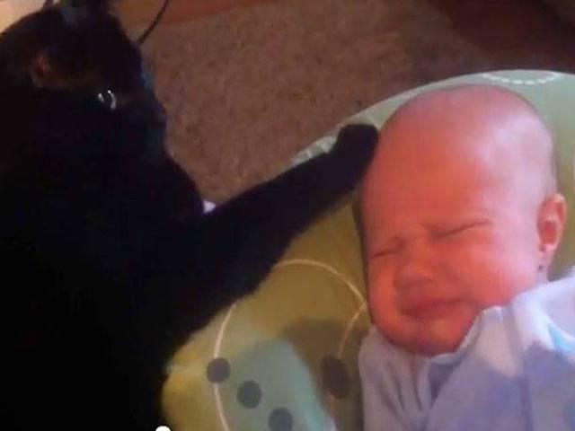 Cat soothes crying baby to sleep
