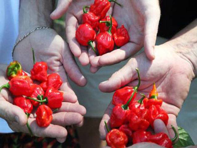 Water cranks up the heat in chillies