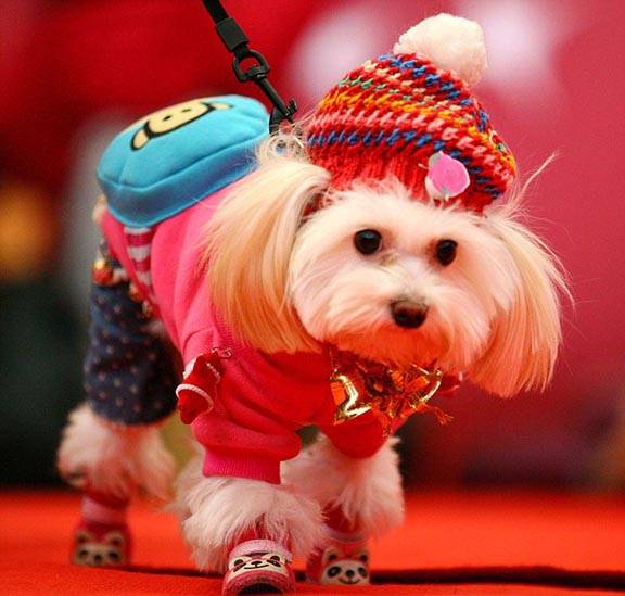 Doggy fashion show