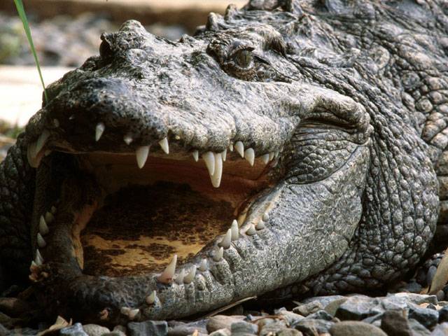 Croc smashes into Aussie house