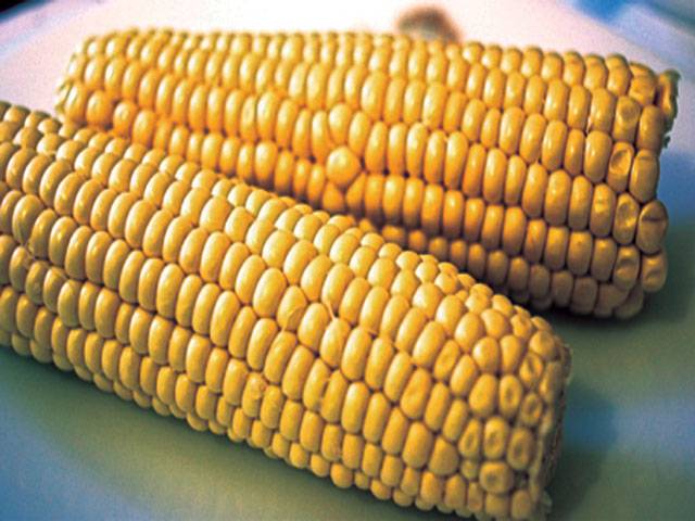 Farmers endorse gm corn