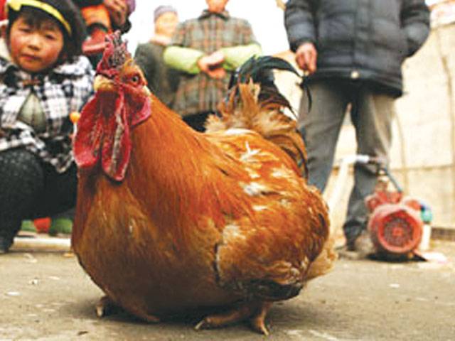 Scientists check out egg-laying rooster 