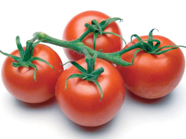 Smeda training workshop for tomato farmers