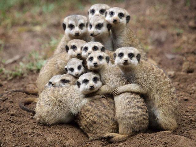 Meerkats snuggle up to get warm?