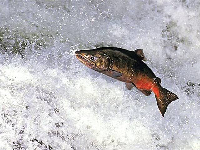 Salmon under threat from parasite 