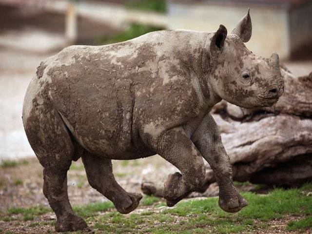 Orphaned rhino has successful cataract surgery