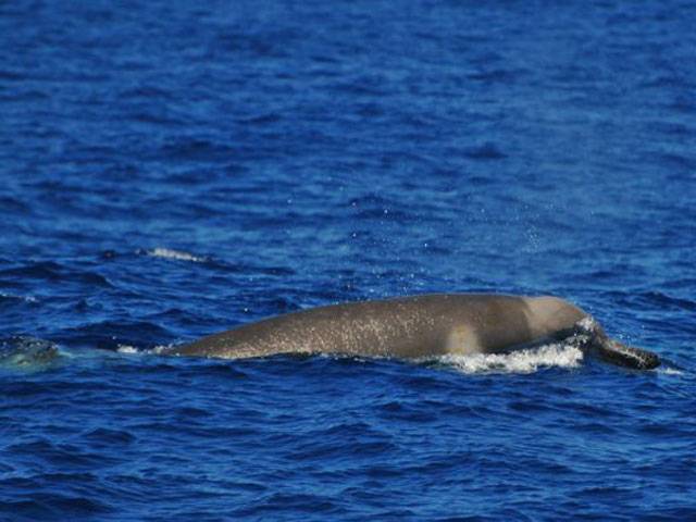 Researchers film rare whale