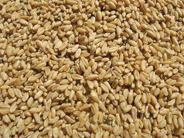 Pakistan to export wheat to Iran under barter system
