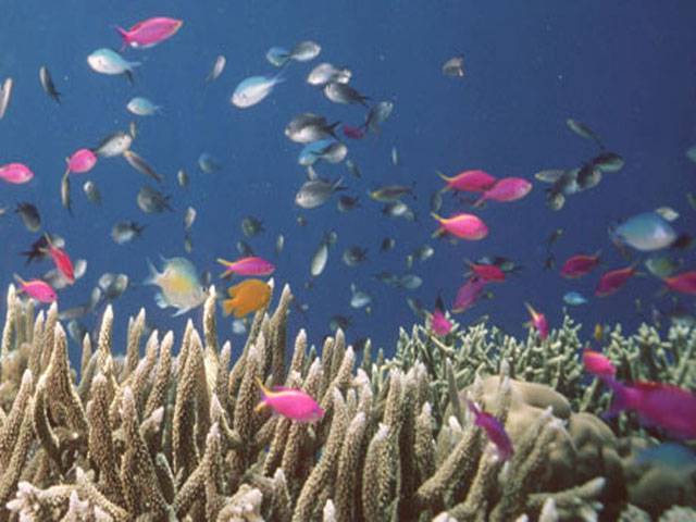 World Bank proposes global coalition to save oceans