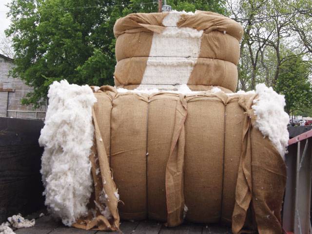 Pakistan loses 2.3 million cotton bales due to CLCV