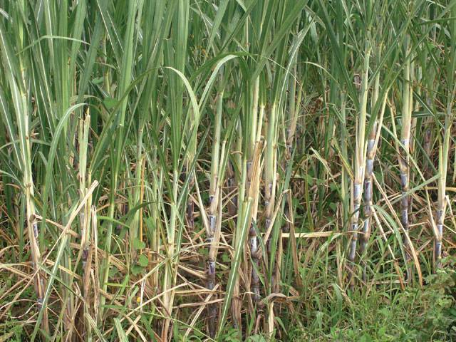 Low price pushing sugarcane growers to opt for other crops